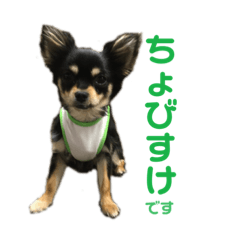 [LINEスタンプ] ちょびすけです