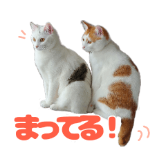 [LINEスタンプ] とのとうーちゃん