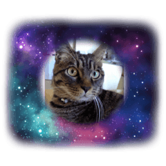 [LINEスタンプ] かわいい動物ですネ