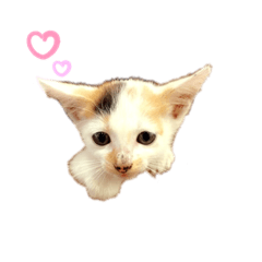 [LINEスタンプ] 三毛猫なつの日常