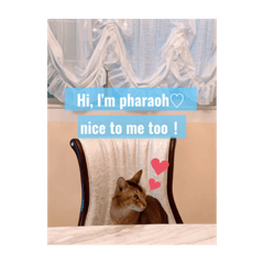 [LINEスタンプ] 猫 アビシニアン Cat  Abyssinian ファラオ