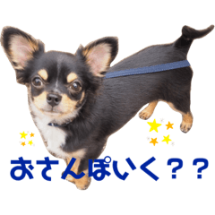 [LINEスタンプ] トロのあいさつ