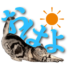 [LINEスタンプ] 実写！ アメショ兄妹キースとミウの猫ライフ