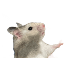 [LINEスタンプ] うちの癒し ほうちゃん