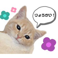 [LINEスタンプ] こーすけくん(猫)スタンプ