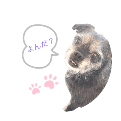 [LINEスタンプ] パプちゃんの日常の画像（メイン）