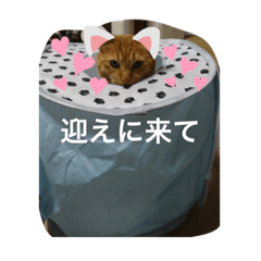 [LINEスタンプ] ❤️ちゃちゃまるスタンプ❤️