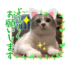 [LINEスタンプ] でかねこ(Big Cat)