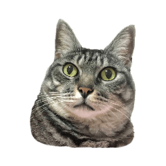 [LINEスタンプ] 耳原のねこさんスタンプ
