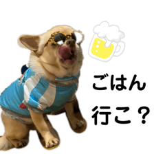 [LINEスタンプ] 愛犬のまるくん。