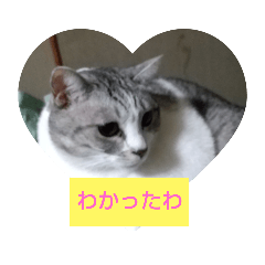 [LINEスタンプ] (Big Cat)