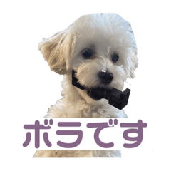 [LINEスタンプ] わたしのボラちゃん