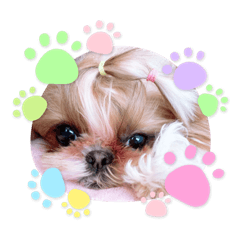 [LINEスタンプ] シーズー犬♡もにか②