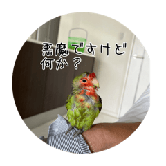 [LINEスタンプ] コザクラインコのわさびちゃん
