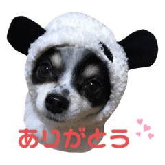 [LINEスタンプ] 澤田家のくぅたん