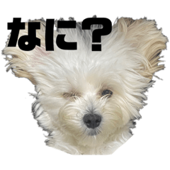 [LINEスタンプ] my bora2
