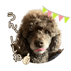[LINEスタンプ] 我が家のわんこスタンプ#1