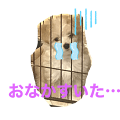 [LINEスタンプ] マルプー犬レモンの日常2
