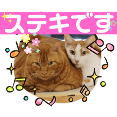 [LINEスタンプ] 谷保ねこスタンプ第2弾