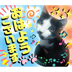 [LINEスタンプ] ねねこ猫ねこ(*ΦωΦ)