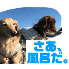 [LINEスタンプ] ハルと福之丞／日常会話