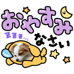 [LINEスタンプ] パピヨンのぴのちゃんスタンプ♡3