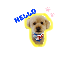 [LINEスタンプ] インディくん