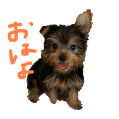 [LINEスタンプ] ヨークシャーテリア(らっきー)
