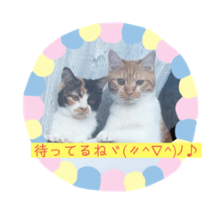 [LINEスタンプ] にゃんこの日常パート5
