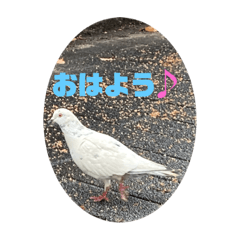 [LINEスタンプ] ハトさん♪