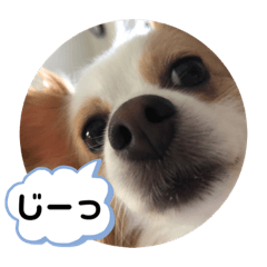 [LINEスタンプ] パピヨン のれもんちゃん 心の声編