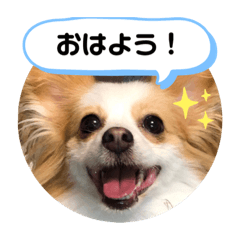 [LINEスタンプ] パピヨン のれもんちゃん あいさつ編