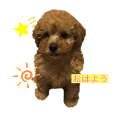 [LINEスタンプ] くぅスタンプ！