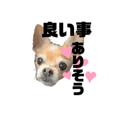[LINEスタンプ] 犬たまに猫