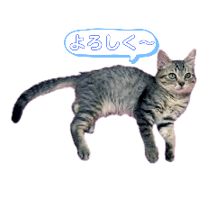 [LINEスタンプ] のんびり子猫はるちゃん