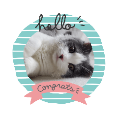 [LINEスタンプ] とろろ グレー×ホワイトのスコ猫