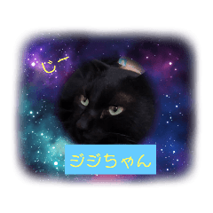[LINEスタンプ] 猫ちゃんたちの癒しスタンプ