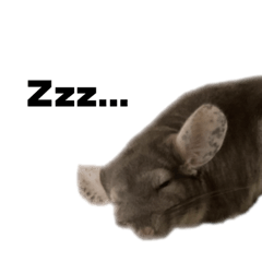 [LINEスタンプ] chinchilla English Ver.