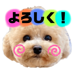 [LINEスタンプ] トイプードルの虎太郎くん
