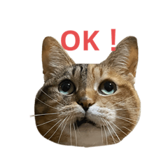 [LINEスタンプ] たびしスタンプ
