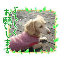[LINEスタンプ] runchan☆*°