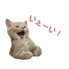 [LINEスタンプ] uyu＆rau