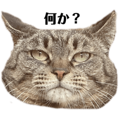 [LINEスタンプ] 桜猫ガレちゃんの日常