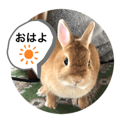 [LINEスタンプ] うさ好きうさちゃん