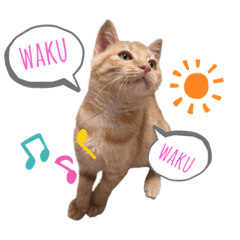 [LINEスタンプ] うちのこなっちゃん