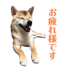 [LINEスタンプ] ☆柴イタ一家の日常☆