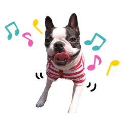 [LINEスタンプ] ボストンテリアのバロン
