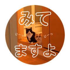 [LINEスタンプ] ポライトねこちゃんず