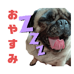 [LINEスタンプ] パグのダイジョブダちゃん