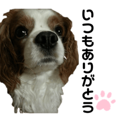 [LINEスタンプ] キャバリアのしょこらくん